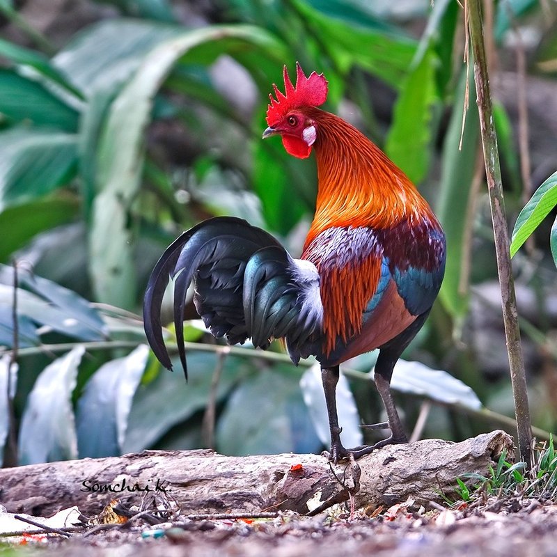 Learned The wild ancestor of the domestic chicken…